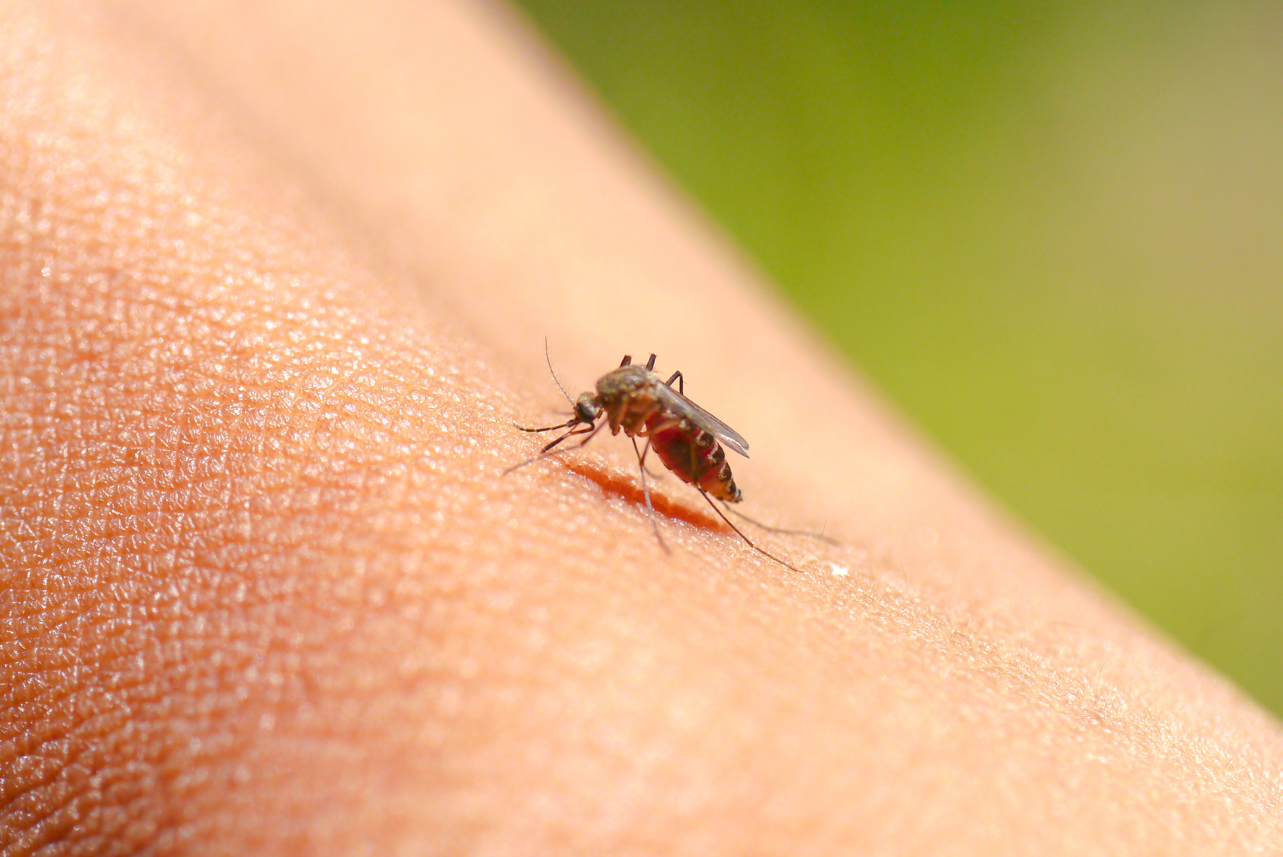 mosquito bites